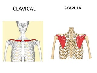 CLAVICAL SCAPULA
 