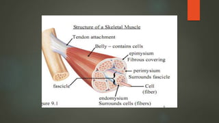 MYOFIBRIL
► Each muscle fiber is composed of large numbers of delicate strands
► Myofibrils are contractile elements of mu...