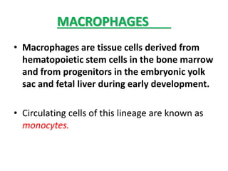MACROPHAGES
• Macrophages are tissue cells derived from
hematopoietic stem cells in the bone marrow
and from progenitors in the embryonic yolk
sac and fetal liver during early development.
• Circulating cells of this lineage are known as
monocytes.
 