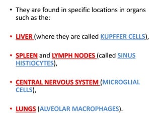 • They are found in specific locations in organs
such as the:
• LIVER (where they are called KUPFFER CELLS),
• SPLEEN and LYMPH NODES (called SINUS
HISTIOCYTES),
• CENTRAL NERVOUS SYSTEM (MICROGLIAL
CELLS),
• LUNGS (ALVEOLAR MACROPHAGES).
 