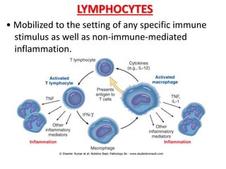 LYMPHOCYTES
• Mobilized to the setting of any specific immune
stimulus as well as non-immune-mediated
inflammation.
 