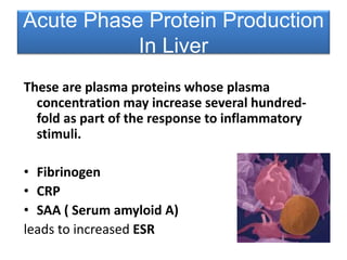 These are plasma proteins whose plasma
concentration may increase several hundred-
fold as part of the response to inflammatory
stimuli.
• Fibrinogen
• CRP
• SAA ( Serum amyloid A)
leads to increased ESR
Acute Phase Protein Production
In Liver
 