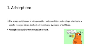 1. Adsorption:
The phage particles come into contact by random collision and a phage attaches to a
specific receptor site on the host cell membrane by means of tail fibres.
• Adsorption occurs within minutes of contact.
 