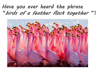 Have you ever heard the phrase
“birds of a feather flock together ”?
 