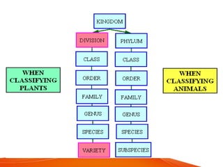 SYSTEMATICS: Based on Evolutionary Relationships | PPT