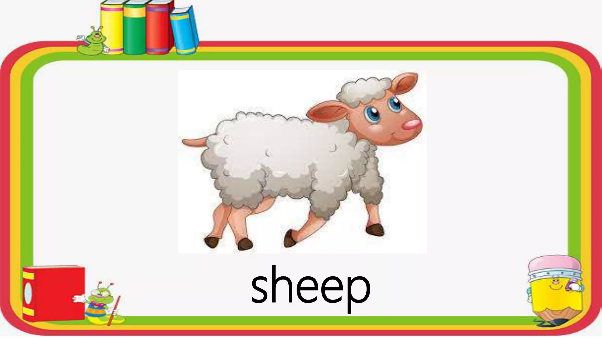 sheep