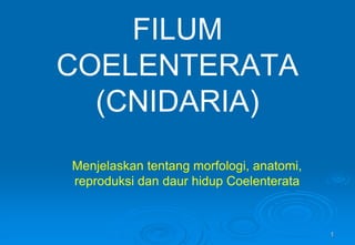 1
FILUM
COELENTERATA
(CNIDARIA)
Menjelaskan tentang morfologi, anatomi,
reproduksi dan daur hidup Coelenterata
 