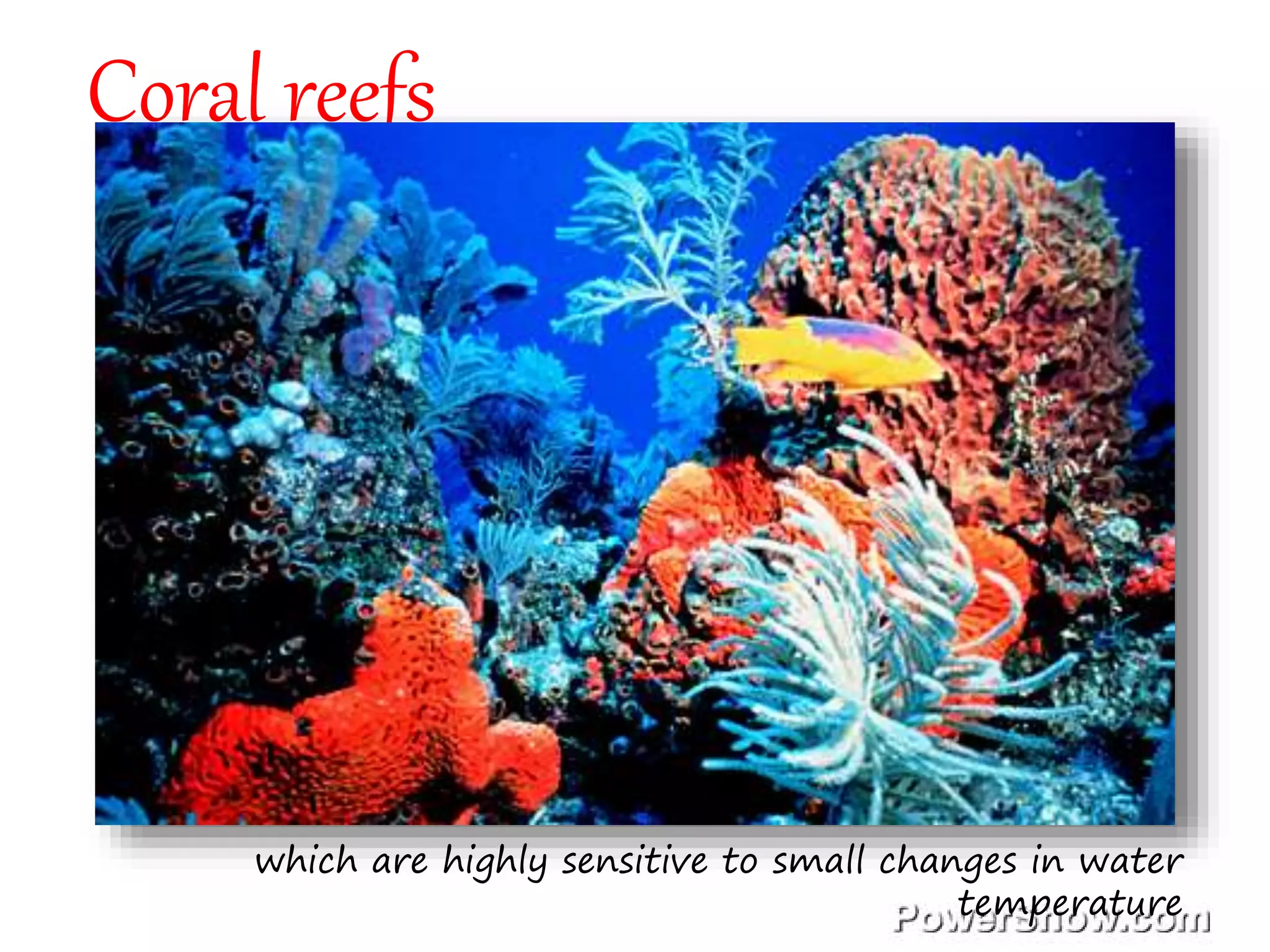 Coral reefs
which are highly sensitive to small changes in water
temperature