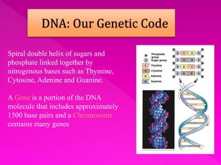 Spiral double helix of sugars and
phosphate linked together by
nitrogenous bases such as Thymine,
Cytosine, Adenine and Guanine.
A Gene is a portion of the DNA
molecule that includes approximately
1500 base pairs and a Chromosome
contains many genes
 