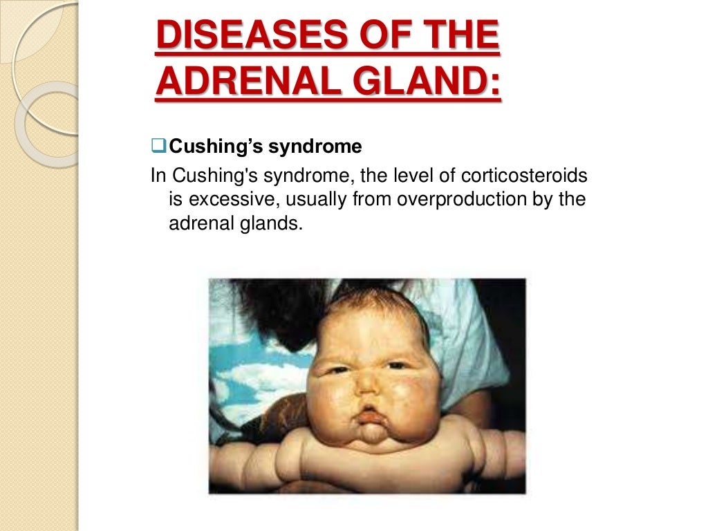 Adrenal Gland