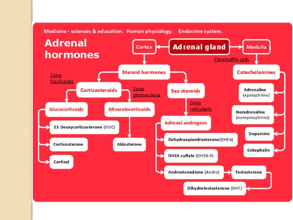 Adrenal Gland