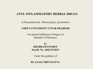 ANTI- INFLAMMATORY HERBAL DRUGS
A Presentation On Minor project presented to
AMITY UNIVERSITY UTTAR PRADESH
For partial fulfillment of Degree of
Bachelor of Pharmacy
By
SHUBHAM PANDEY
Enroll. No. A8413313013
Under the guidance of
Dr. SAJAL SRIVASATVA
 