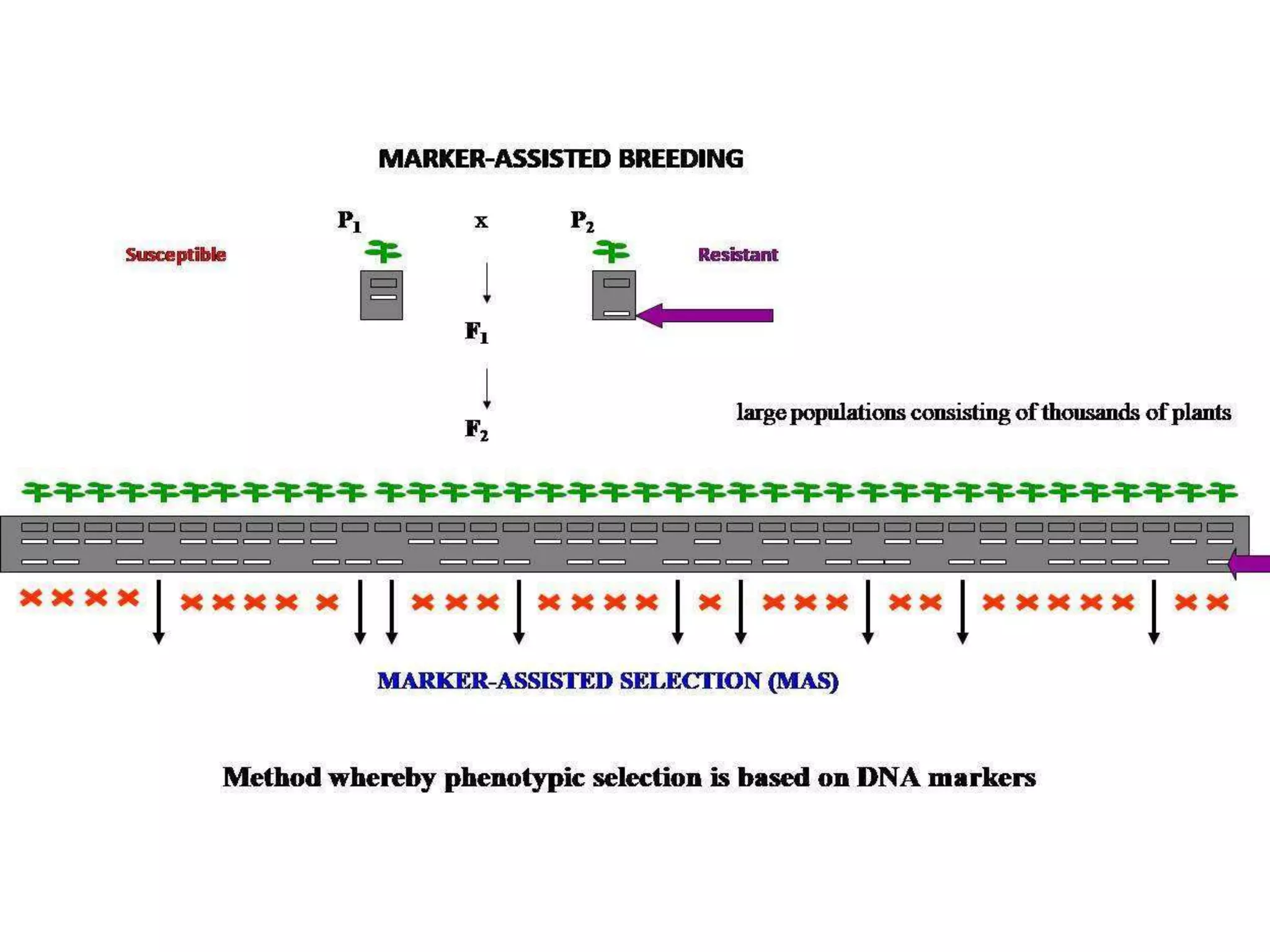 Application of molecular markers in Plant Breeding | PPTX