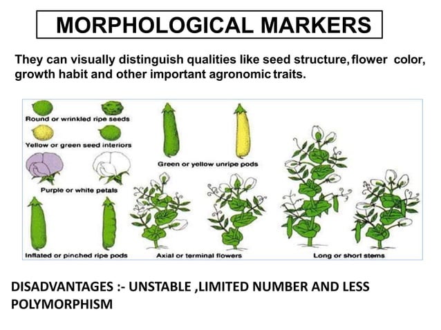 Application of molecular markers in Plant Breeding | PPTX
