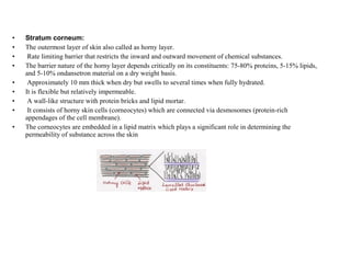• Stratum corneum:
• The outermost layer of skin also called as horny layer.
• Rate limiting barrier that restricts the inward and outward movement of chemical substances.
• The barrier nature of the horny layer depends critically on its constituents: 75-80% proteins, 5-15% lipids,
and 5-10% ondansetron material on a dry weight basis.
• Approximately 10 mm thick when dry but swells to several times when fully hydrated.
• It is flexible but relatively impermeable.
• A wall-like structure with protein bricks and lipid mortar.
• It consists of horny skin cells (corneocytes) which are connected via desmosomes (protein-rich
appendages of the cell membrane).
• The corneocytes are embedded in a lipid matrix which plays a significant role in determining the
permeability of substance across the skin
 