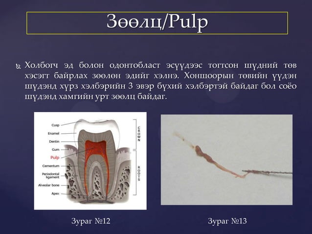 Шүдний үүсэл хөгжил | PPT