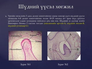 Шүдний үүсэл хөгжил | PPT