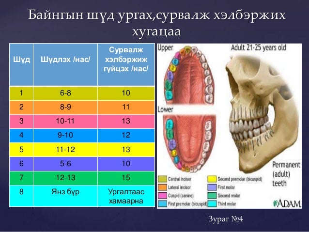 Шүдний үүсэл хөгжил