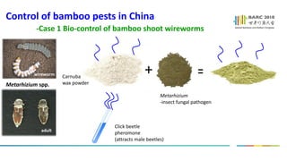 Shu Jinping_Occurrence and Control Strategy of Bamboo Pest in China | PDF