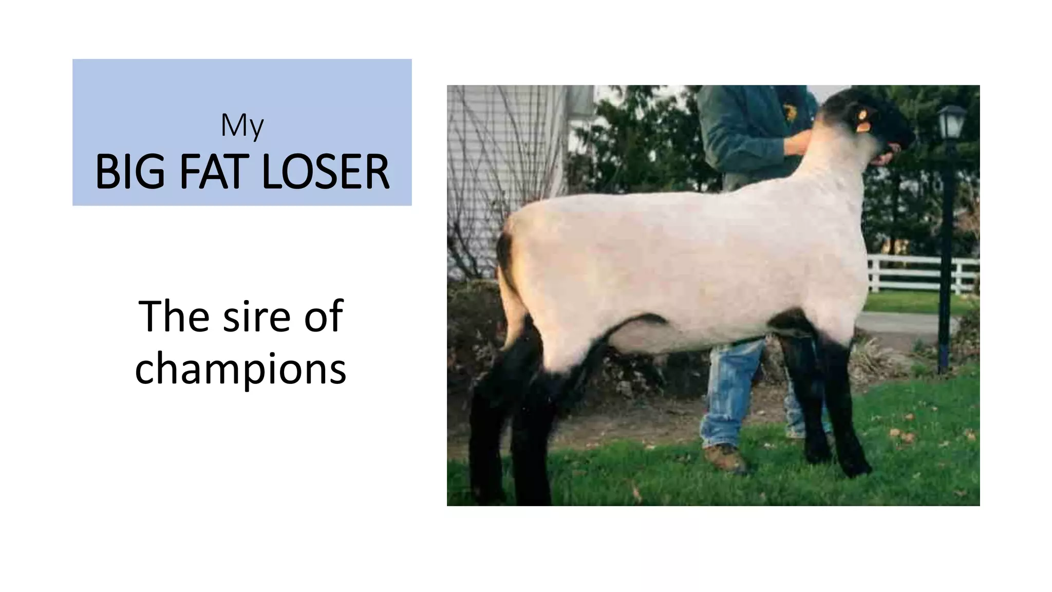 My
BIG FAT LOSER
The sire of
champions
 