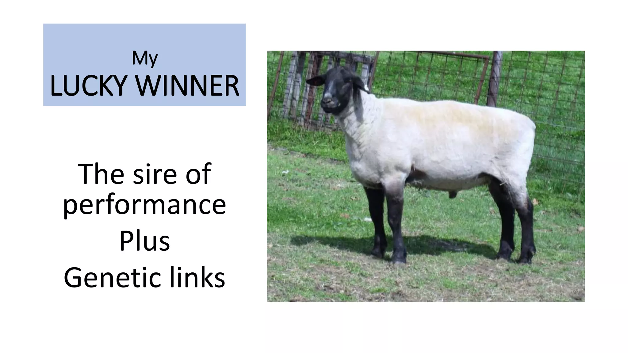 My
LUCKY WINNER
The sire of
performance
Plus
Genetic links
 