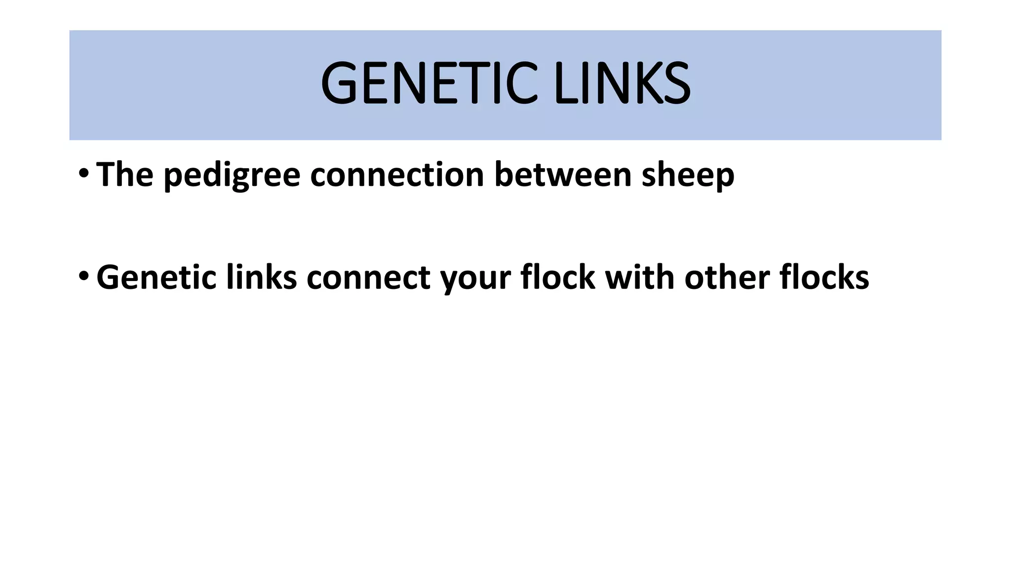 GENETIC LINKS
• The pedigree connection between sheep
• Genetic links connect your flock with other flocks
 