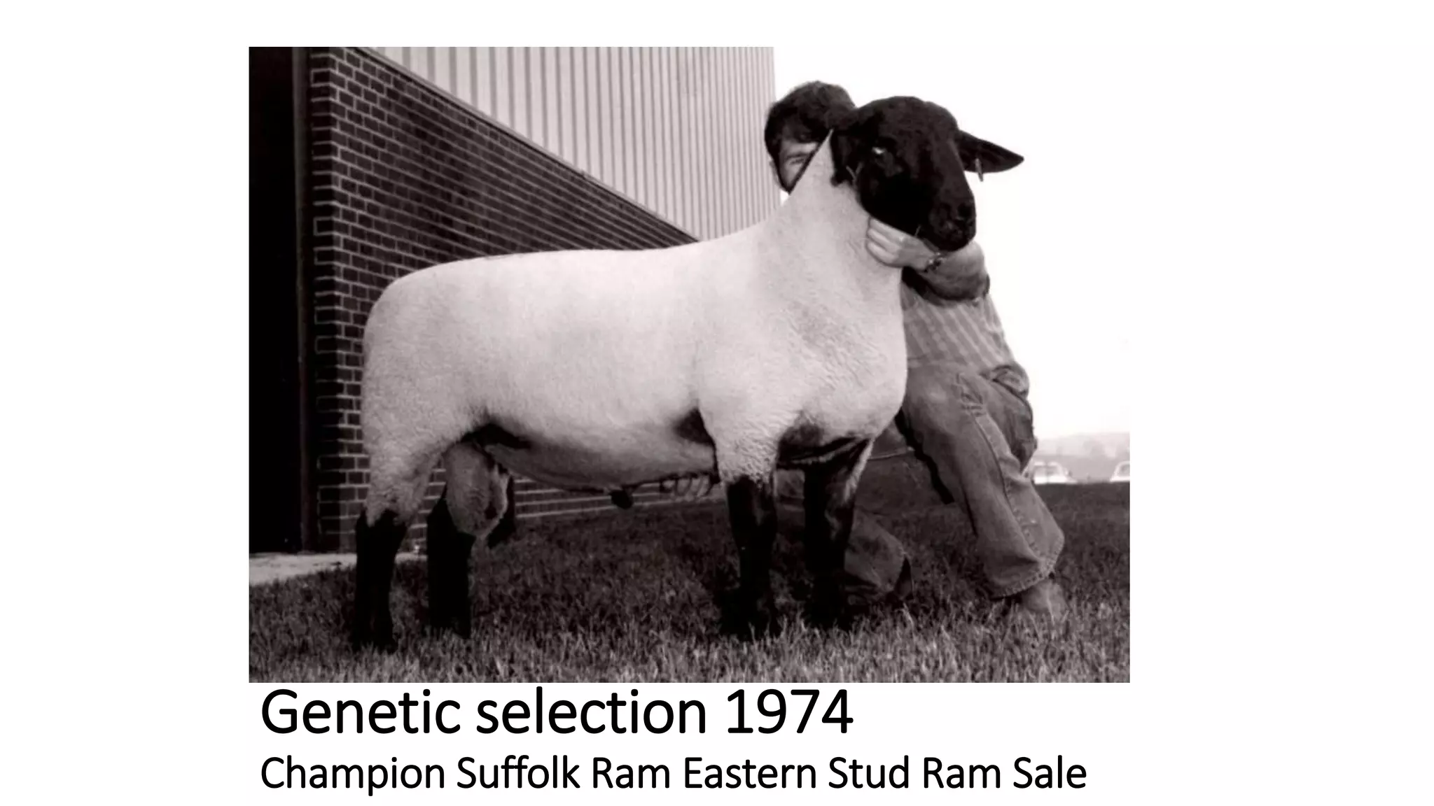 Genetic selection 1974
Champion Suffolk Ram Eastern Stud Ram Sale
 