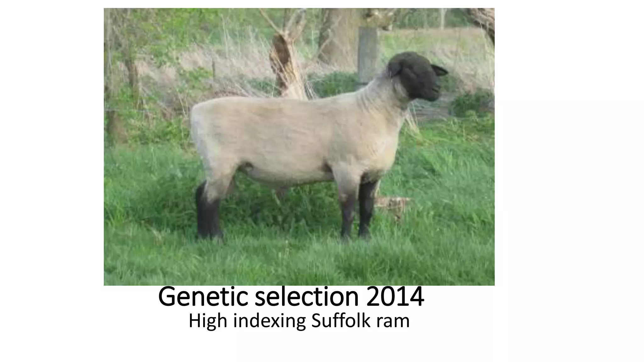 Genetic selection 2014
High indexing Suffolk ram
 