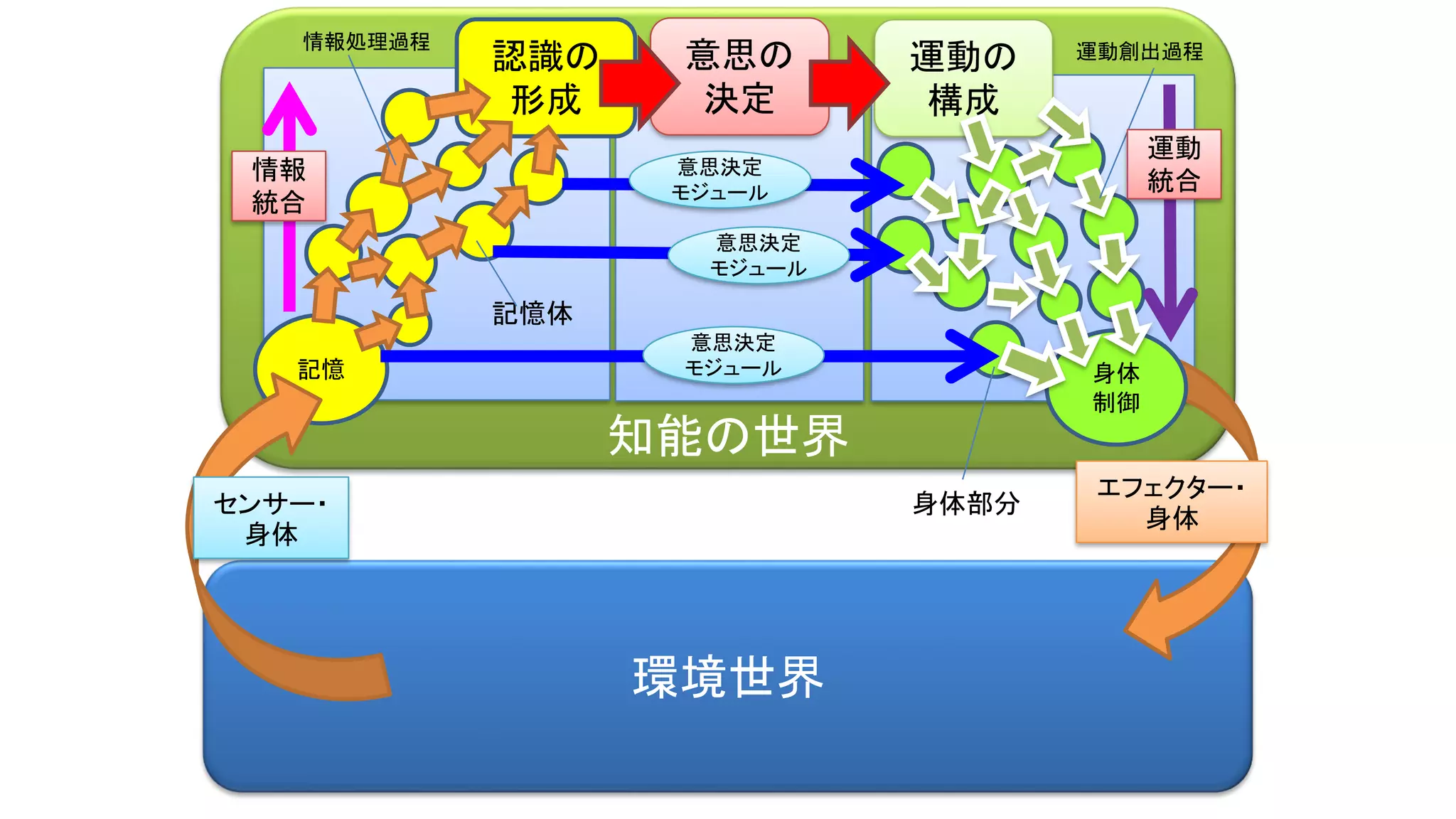 知能の世界
環境世界
認識の
形成
記憶
意思の
決定
身体
制御
エフェクター・
身体
運動の
構成
センサー・
身体
意思決定
モジュール
意思決定
モジュール
意思決定
モジュール
記憶体
情報処理過程 運動創出過程
身体部分
情報
統合
運動
統合
 