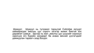 Шумуул: Шумуул нь түгээмэл тархцтай Culicidae язгуурт
хамаарагдах амьтны цус сорогч зэгзгэр жижиг биетэй хос
даравчит шавьж . Эдгээр нь мал ,амьтны цус шүүсийг сорохын
зэрэгцээ ягз бүрийн халдварт ба инваз өвчний үүсгэгчдийг
дамжуулан тараагч эзэд болдог.
 