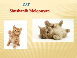 CAT
Shushanik Melqonyan
 