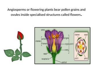 Comprehensive Overview of Angiosperms and Their Life Cycle | PPTX