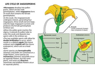 Comprehensive Overview of Angiosperms and Their Life Cycle | PPTX