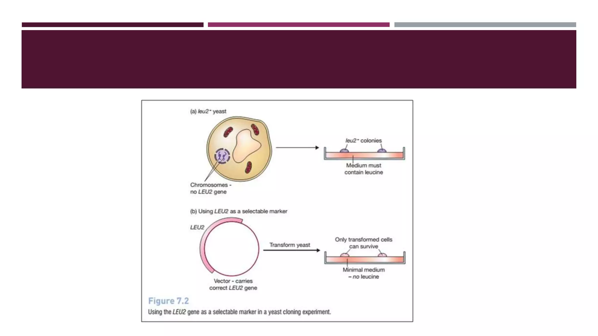 Shuttle vector - a plasmid vector used in rDNA technology. | PPTX