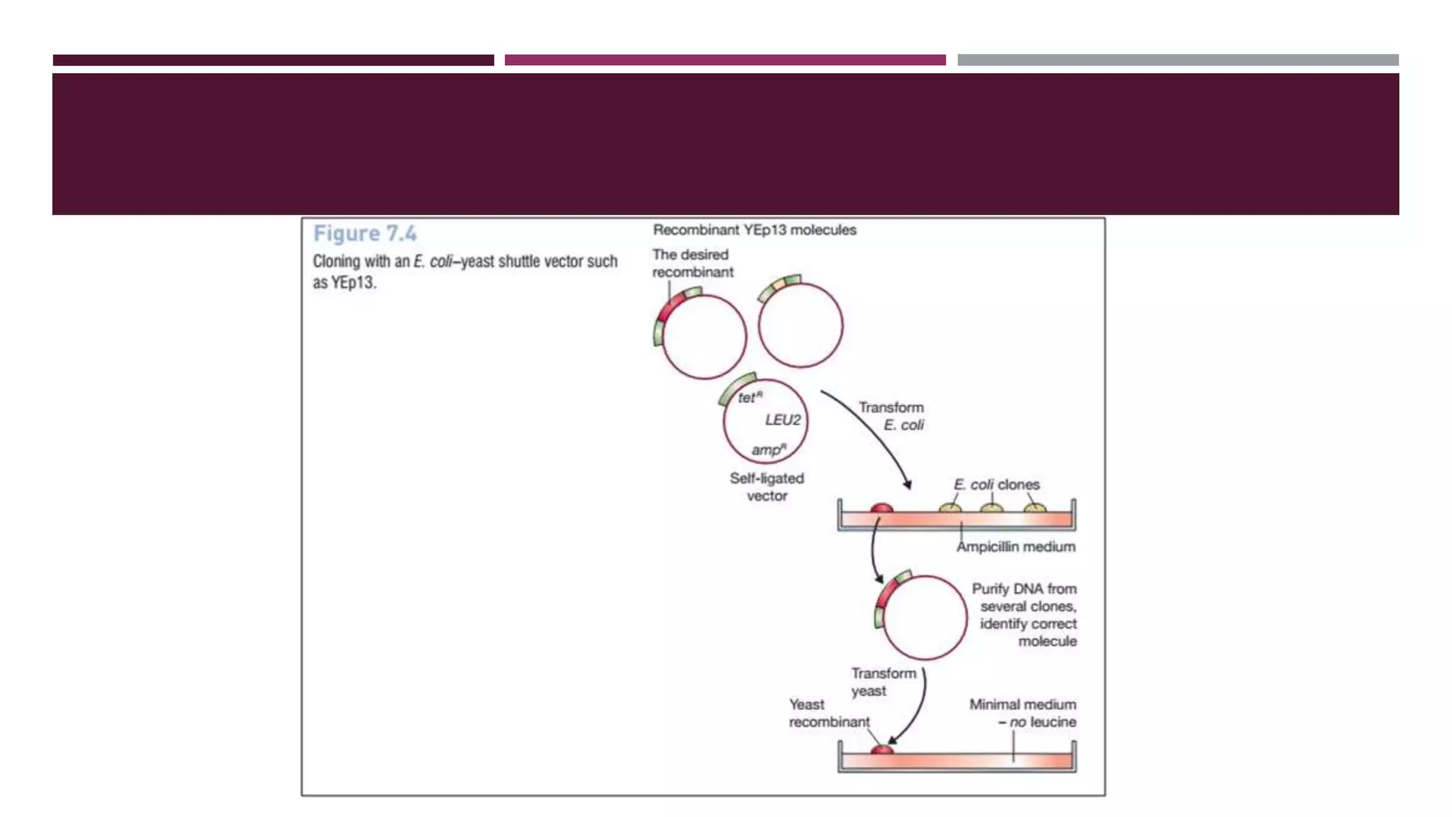 Shuttle vector - a plasmid vector used in rDNA technology. | PPTX