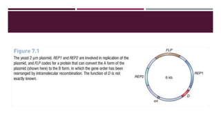 Shuttle vector - a plasmid vector used in rDNA technology. | PPTX