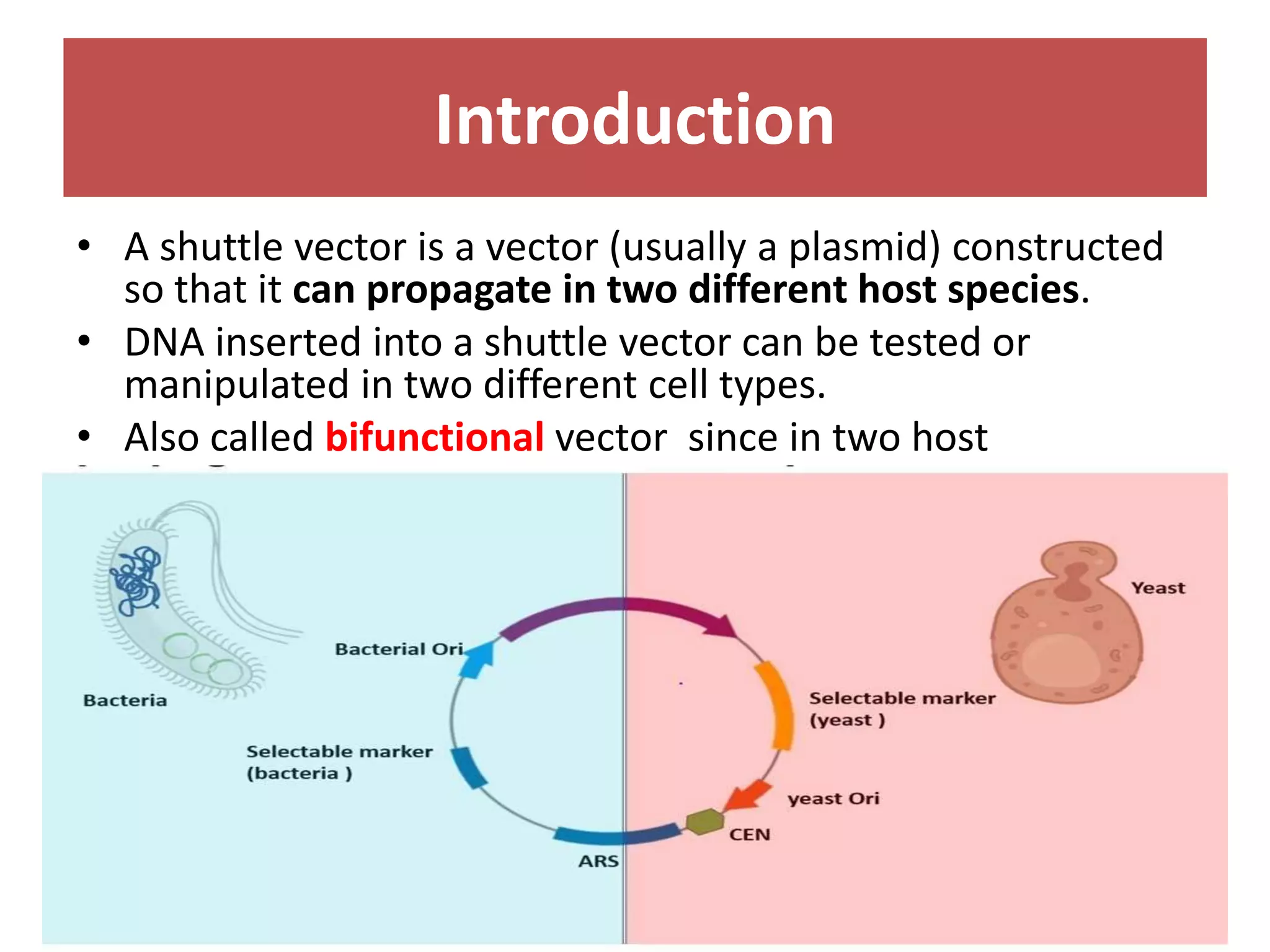 Introduction
• A shuttle vector is a vector (usually a plasmid) constructed
so that it can propagate in two different host species.
• DNA inserted into a shuttle vector can be tested or
manipulated in two different cell types.
• Also called bifunctional vector since in two host
 