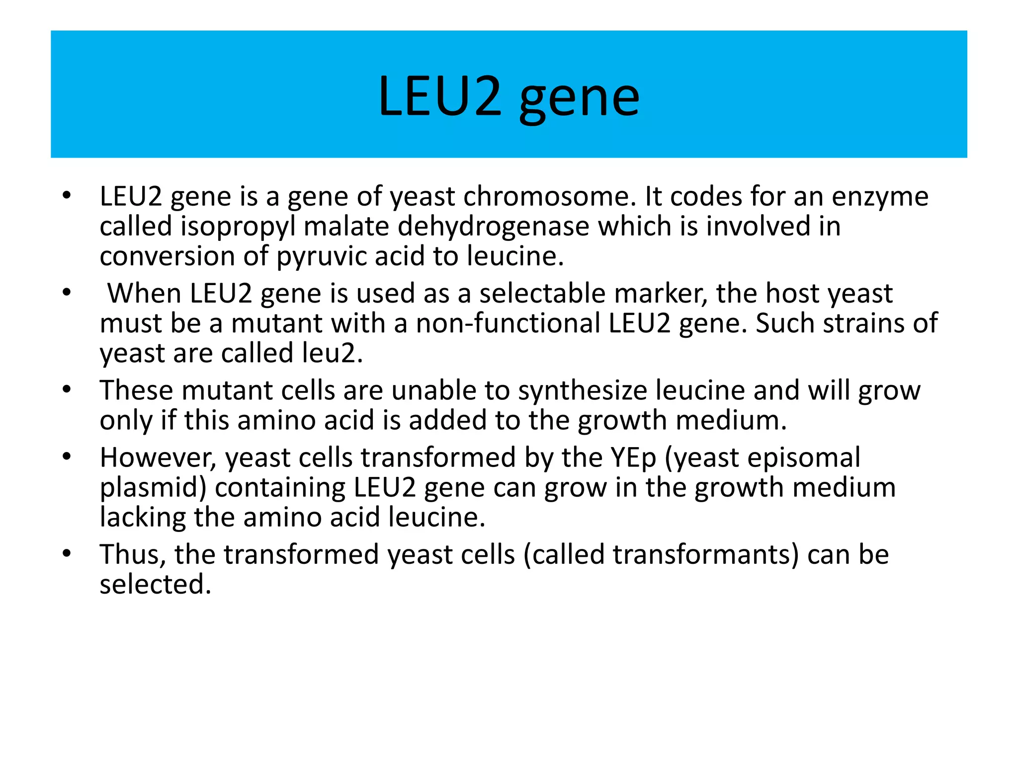 LEU2 gene
• LEU2 gene is a gene of yeast chromosome. It codes for an enzyme
called isopropyl malate dehydrogenase which is involved in
conversion of pyruvic acid to leucine.
• When LEU2 gene is used as a selectable marker, the host yeast
must be a mutant with a non-functional LEU2 gene. Such strains of
yeast are called leu2.
• These mutant cells are unable to synthesize leucine and will grow
only if this amino acid is added to the growth medium.
• However, yeast cells transformed by the YEp (yeast episomal
plasmid) containing LEU2 gene can grow in the growth medium
lacking the amino acid leucine.
• Thus, the transformed yeast cells (called transformants) can be
selected.
 