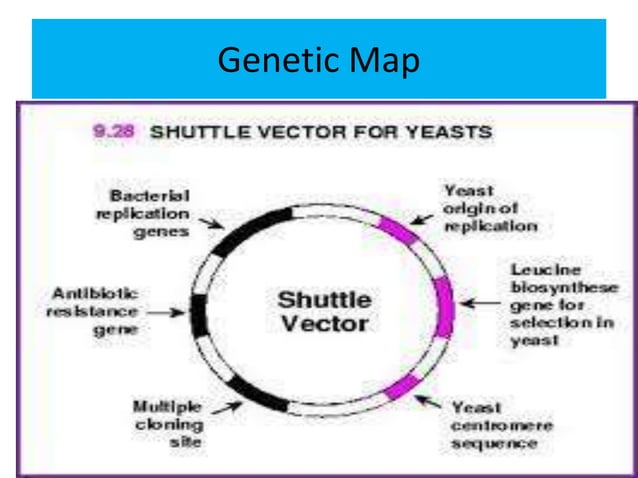 Shuttle vector | PPT | Biological Sciences | Science