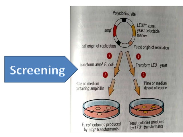 Shuttle vector | PPT | Biological Sciences | Science