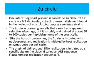 2u circle
• One interesting yeast plasmid is called the 2u circle. The 2u
circle is a 6.3 kb circular, extrachromosomal element found
in the nucleus of most Saccharomyces cerevisiae strains.
• The 2u circle doesn't give cells that carry it any apparent
selective advantage, but it is stably maintained at about 50
to 100 copies per haploid genome of the yeast cells.
• Like the host chromosomes, the 2u circle is coated with
nucleosomes and replication is initiated by host replication
enzymes once per cell cycle.
• The origin of bidirectional DNA replication is initiated at a
specific site on the plasmid called an ARS sequence
("autonomous replication sequence").
 