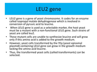 LEU2 gene
• LEU2 gene is a gene of yeast chromosome. It codes for an enzyme
called isopropyl malate dehydrogenase which is involved in
conversion of pyruvic acid to leucine.
• When LEU2 gene is used as a selectable marker, the host yeast
must be a mutant with a non-functional LEU2 gene. Such strains of
yeast are called leu2.
• These mutant cells are unable to synthesize leucine and will grow
only if this amino acid is added to the growth medium.
• However, yeast cells transformed by the YEp (yeast episomal
plasmid) containing LEU2 gene can grow in the growth medium
lacking the amino acid leucine.
• Thus, the transformed yeast cells (called transformants) can be
selected.
 