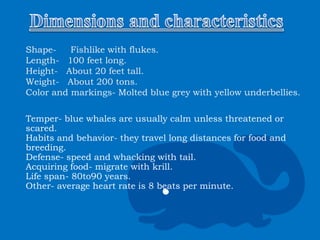 Shape- Fishlike with flukes.
Length- 100 feet long.
Height- About 20 feet tall.
Weight- About 200 tons.
Color and markings- Molted blue grey with yellow underbellies.
Temper- blue whales are usually calm unless threatened or
scared.
Habits and behavior- they travel long distances for food and
breeding.
Defense- speed and whacking with tail.
Acquiring food- migrate with krill.
Life span- 80to90 years.
Other- average heart rate is 8 beats per minute.
 