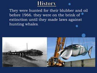 They were hunted for their blubber and oil
before 1966. they were on the brink of
extinction until they made laws against
hunting whales.
 