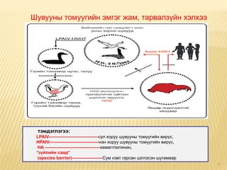 Шувууны томуугийн эмгэг жам, тарвалзүйн хэлхээ




 тэмдэглэгээ:
 LPAIV----------------------------------сул хоруу шувууны томуугийн вирүс,
 HPAIV----------------------------------нэн хоруу шувууны томуугийн вирүс,
  HA –------------------------------------хемагглютинин,
 “зүйлийн саад”
  (species barrier)---------------------Сум нэвт гарсан цэглэсэн шугамаар
                                                                             14
 