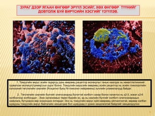 ЗУРАГ ДЭЭР ЯГААН ӨНГӨӨР ЭРҮҮЛ ЭСИЙГ, ХӨХ ӨНГӨӨР ТҮҮНИЙГ
                 ДОВТОЛЖ БУЙ ВИРҮСИЙН ХЭСГИЙГ ҮЗҮҮЛЭВ.




      1. Томуугийн вирүс эсийн гадаргуу дахь өвөрмөц рецептор молекулыг таньж наалдах нь хемагглютининий
гурвалсан молекул(тример)-ын үүрэг болно. Томуугийн вирүсийн өвөрмөц эсийн рецептор нь эсийн гликопротейн
хэлхээний төгсгөлийн сиалийн (N-ацетил буюу N-гликолил нейрамины) хүчлийн уламжлалууд байдаг.

      2. Төгсгөлийн сиалийн бүлгийг олигосахарид бүлэгтэй холбогч сахар болох галактоз нь α2-3, эсвэл α2-6
холбоогоор холбогддог . Эзэн организмын төрөл бүрийн эс, эд нь сиалийн бүлгийг холбогч олигосахаридын
найрлага, бүтцээрээ өөр хоорондоо ялгардаг. Энэ нь томуугийн вирүс зүйл-өвөрмөц үйлчилгээтэй, өөрөөр хэлбэл
шувууны томуугийн вирүс байгалийн нөхцөлдөө бол шувуудад л үржих хандлагатай байдгийг нөхцөлдүүлнэ


                                                                                                              6
 