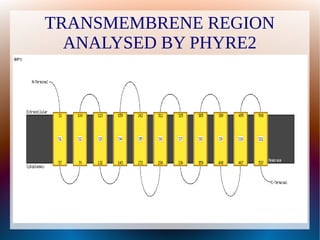 TRANSMEMBRENE REGION
ANALYSED BY PHYRE2
 