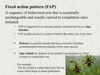 Fixed action pattern (FAP)
A sequence of behavioral acts that is essentially
unchangeable and usually carried to completion once
initiated.
 FAP is triggered by an external sensory stimulus known as a sign
stimulus
 FAP usually occurs in a series of actions the same way every time.
 Releaser is used for stimuli that have evolved to facilitate
communication between animals of the same species
 Sign stimuli are features of an animal's environment to which
it reacts in a particular way
For example-
The fly orchid is a plant that looks like an
insect which helps it attract pollinators.
 