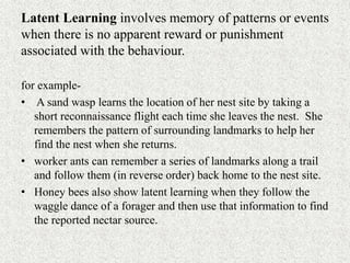 Latent Learning involves memory of patterns or events
when there is no apparent reward or punishment
associated with the behaviour.
for example-
• A sand wasp learns the location of her nest site by taking a
short reconnaissance flight each time she leaves the nest. She
remembers the pattern of surrounding landmarks to help her
find the nest when she returns.
• worker ants can remember a series of landmarks along a trail
and follow them (in reverse order) back home to the nest site.
• Honey bees also show latent learning when they follow the
waggle dance of a forager and then use that information to find
the reported nectar source.
 