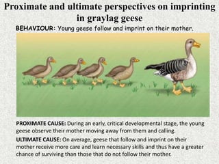 Proximate and ultimate perspectives on imprinting
in graylag geese
BEHAVIOUR: Young geese follow and imprint on their mother.
PROXIMATE CAUSE: During an early, critical developmental stage, the young
geese observe their mother moving away from them and calling.
ULTIMATE CAUSE: On average, geese that follow and imprint on their
mother receive more care and learn necessary skills and thus have a greater
chance of surviving than those that do not follow their mother.
 